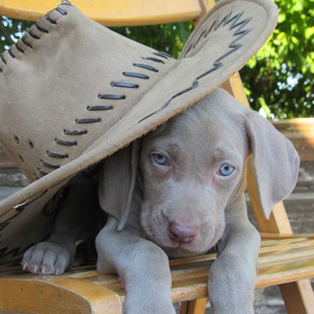 Bracco di Weimaraner