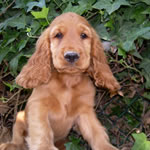 Cuccioli Cocker Spaniel Inglese