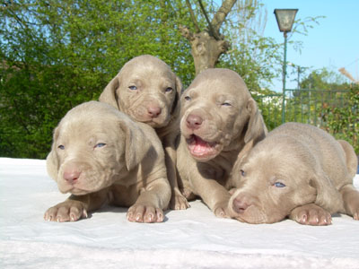 Allevamento cuccioli di Bracco di Weimaraner