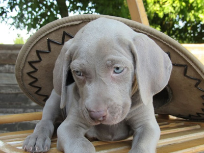 Allevamento cuccioli di Bracco di Weimaraner