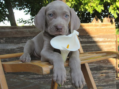 Allevamento cuccioli di Bracco di Weimaraner