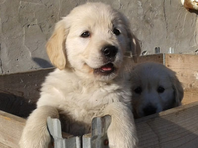 Allevamento cuccioli Golden Retriever