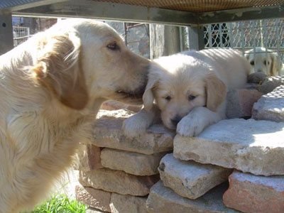 Allevamento cuccioli Golden Retriever