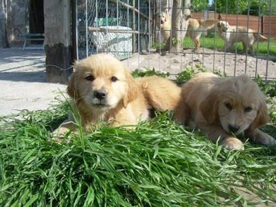 Allevamento cuccioli Golden Retriever