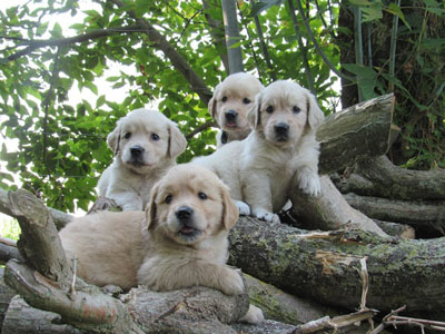 Allevamento cuccioli Golden Retriever