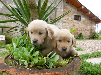 Allevamento cuccioli Golden Retriever