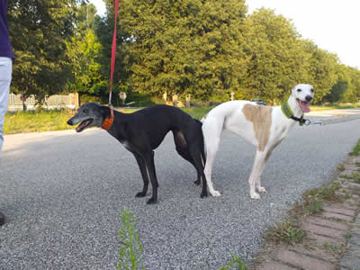 Allevamento cuccioli di whippet