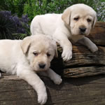 Cuccioli Retriever