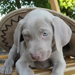 Cuccioli Bracco di Weimaraner