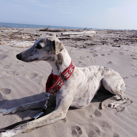 whippet