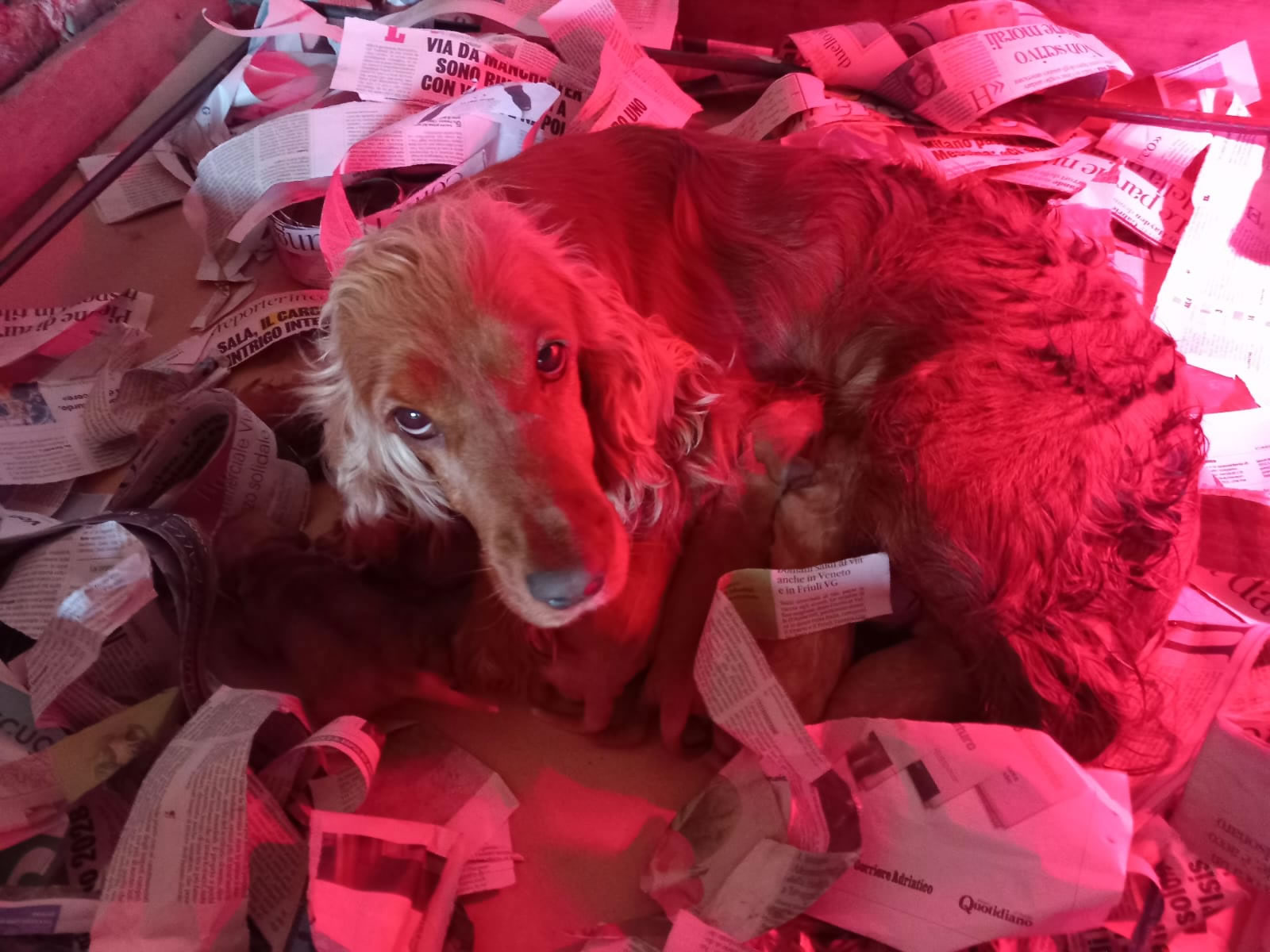 Vendita cuccioli Cocker spaniel inglese in Veneto