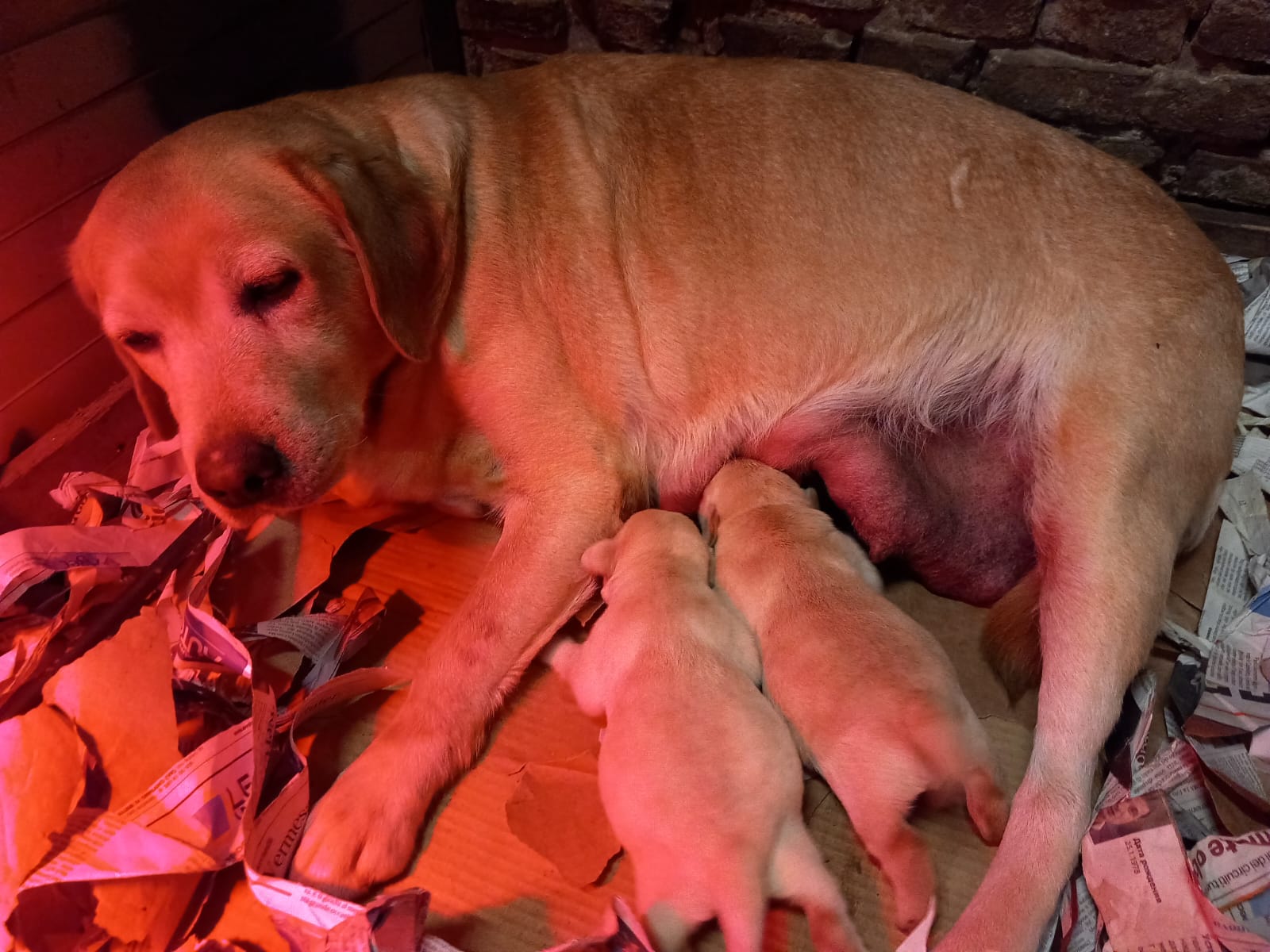 Vendita cuccioli Golden in Veneto