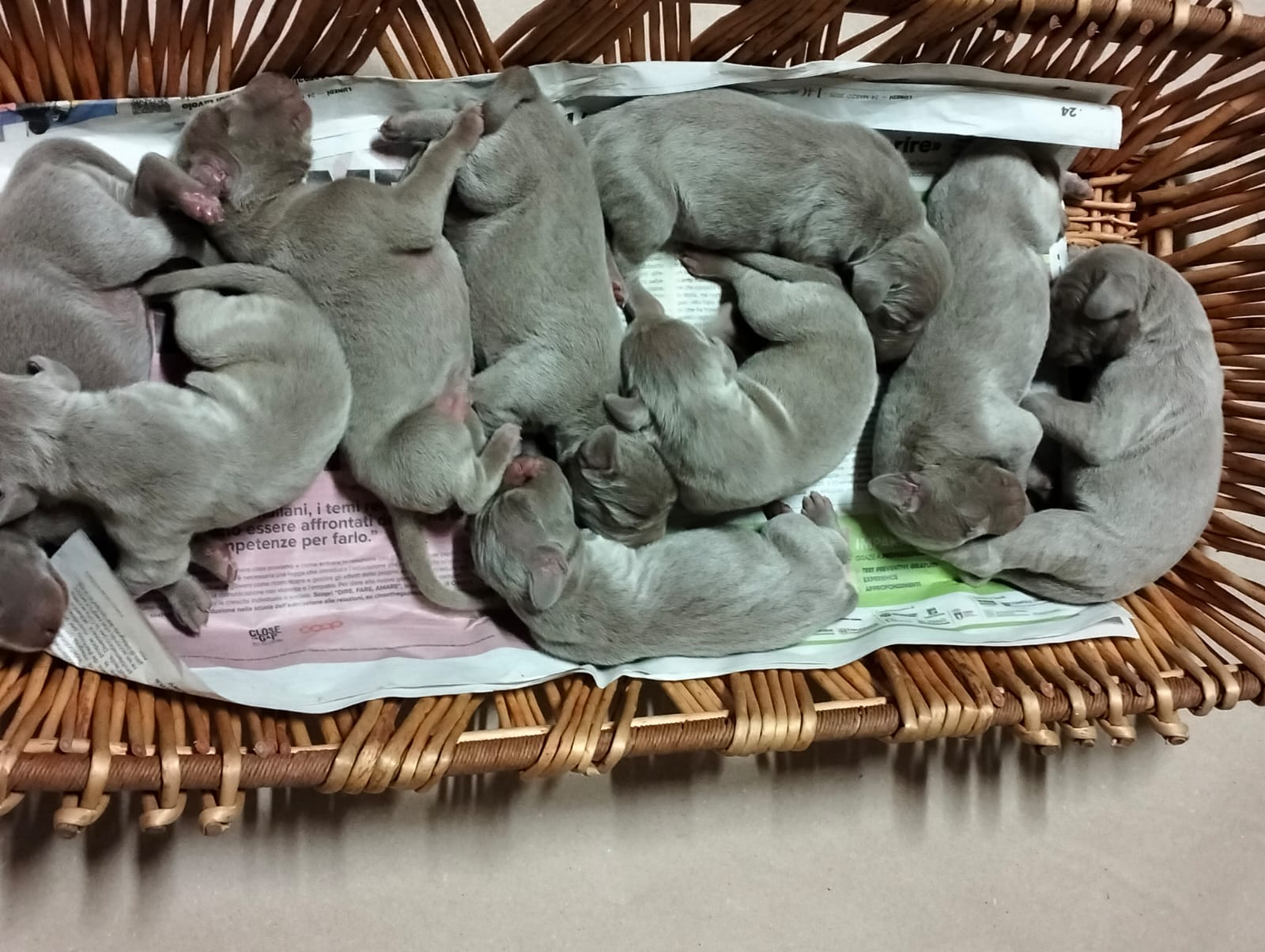 Vendita cuccioli Weimaraner in Veneto