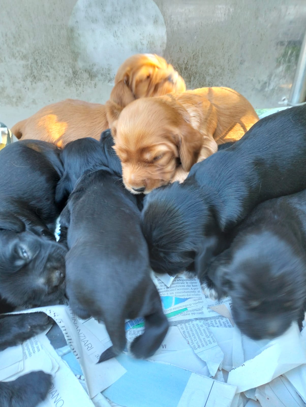 Vendita cuccioli cocker spaniel inglese in Veneto
