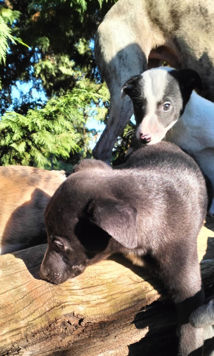 Vendita cuccioli Whippet in Veneto